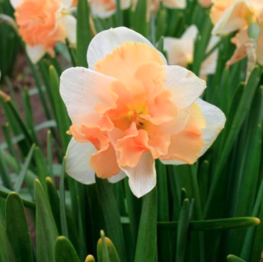 Narcissus 'Casanova'